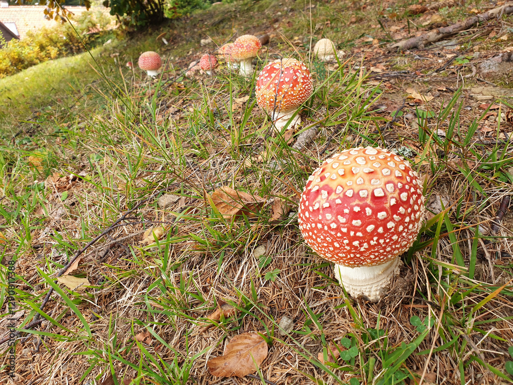 red and white mushrooms. Fly agarics in forest. Pohorje mountain. Slovenia.