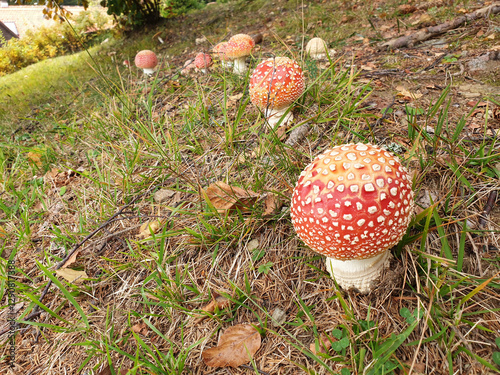 Obraz na płótnie red and white mushrooms. Fly agarics in forest. Pohorje mountain. Slovenia. w salonie