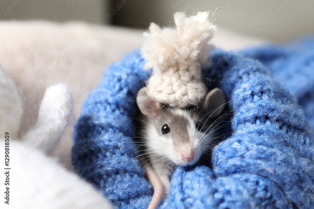Naklejka premium Adorable little rat with hat in blue sweater, closeup