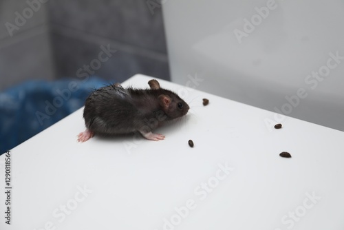 Photos Rat and droppings on toilet bowl in bathroom. Pest control