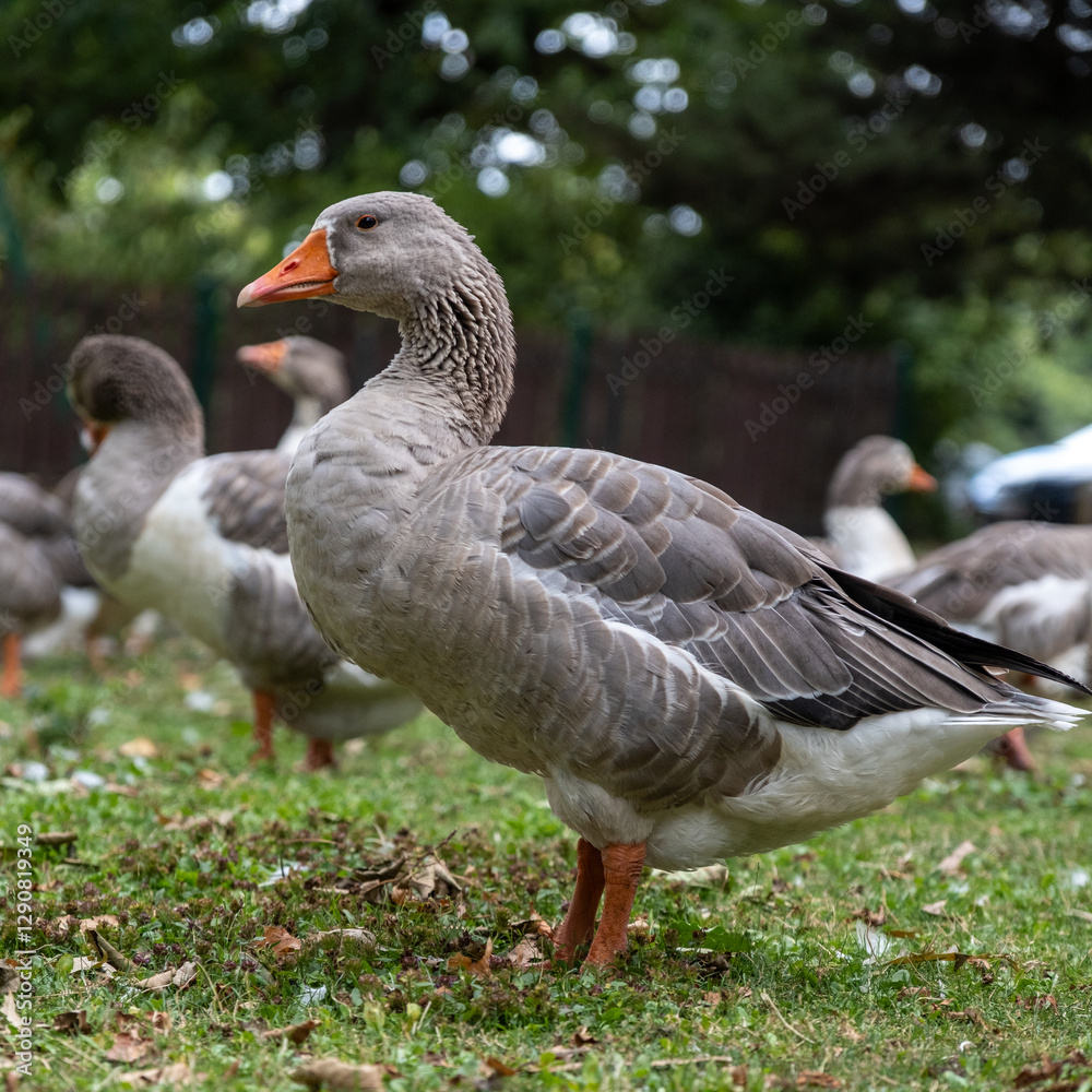 Geese at the park with other geese Geese at the park with other geese
