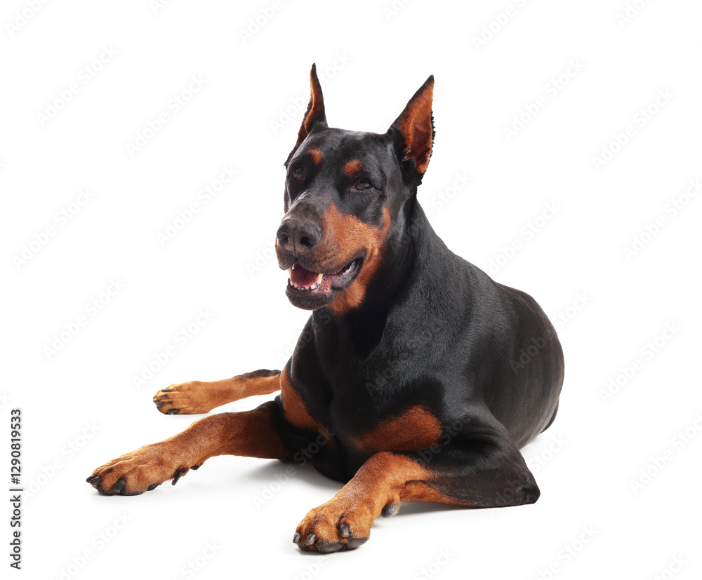 Adorable Doberman on white background. Domestic pet Adorable Doberman on white background. Domestic pet