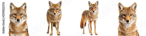 A pack of alert and curious foxes cautiously stalking and exploring the lush dense forest environment  Their keen senses and agile movements are on full display as they navigate the wilderness photo