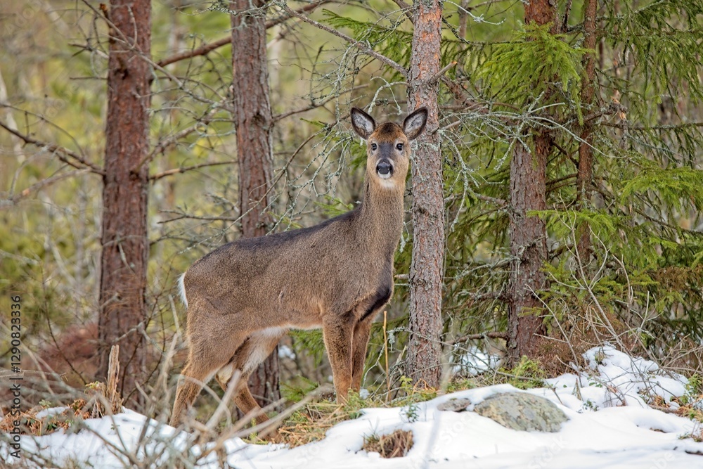 White tailed deer (odocoileus virginianus) standing in forest on a cloudy spring day, Porkkala, Kirkkonummi Finland. White tailed deer (odocoileus virginianus) standing in forest on a cloudy spring day, Porkkala, Kirkkonummi Finland.