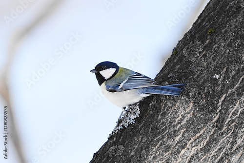 Tablou pe pânză japanese tit