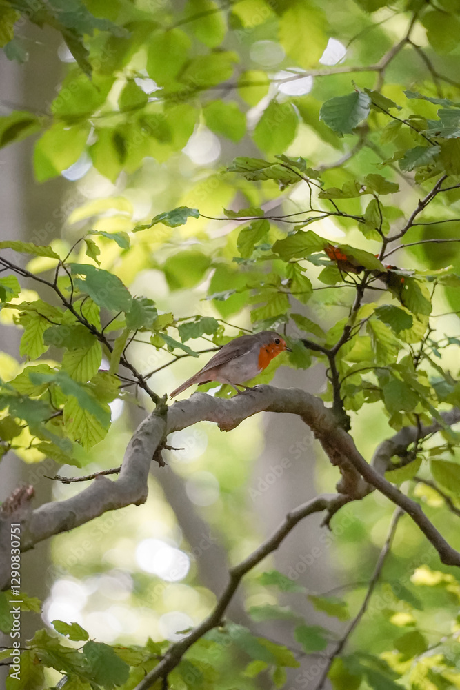 European Robin bird (Erithacus rubecula) sitting on a tree branch with bright sun and green leafs around it on a summer day, North Rhine-Westphalia, Germany European Robin bird (Erithacus rubecula) sitting on a tree branch with bright sun and green leafs around it on a summer day, North Rhine-Westphalia, Germany