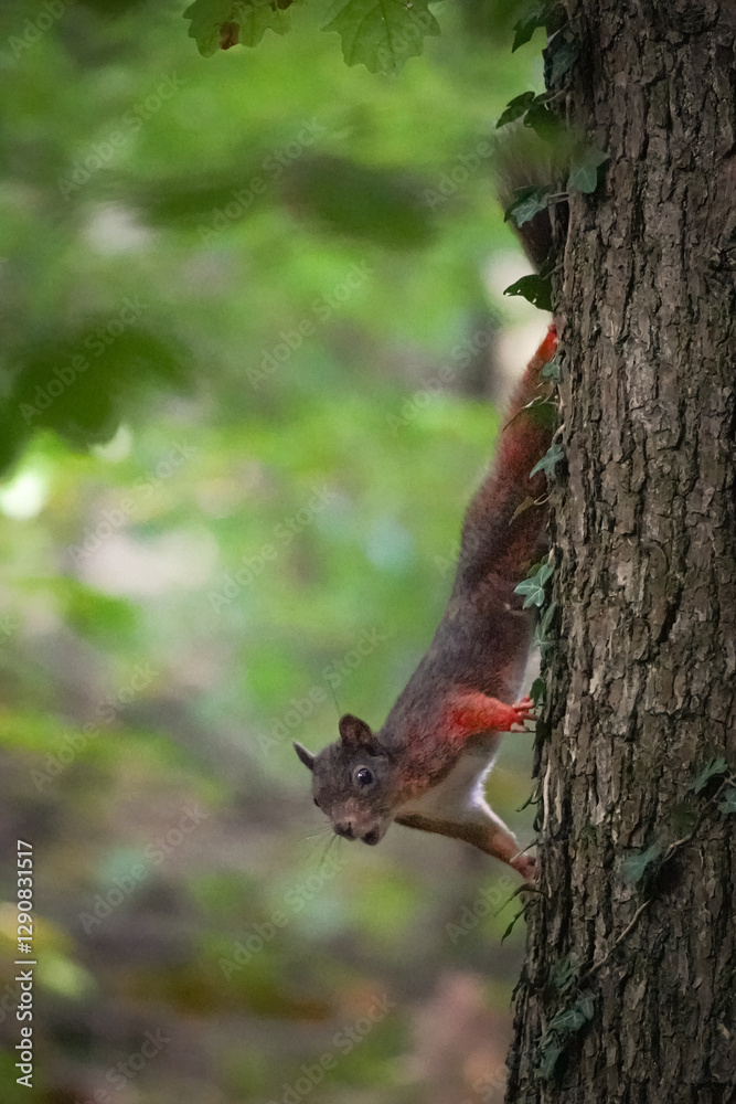 Close up of Eurasian red squirrel (Sciurus vulgaris) running down a tree and shouting to others in the forest, North Rhine-Westphalia, Germany Close up of Eurasian red squirrel (Sciurus vulgaris) running down a tree and shouting to others in the forest, North Rhine-Westphalia, Germany