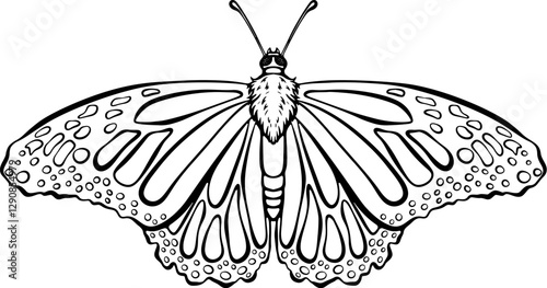 Butterfly top view. Spring summer flying insect with wings. Vector illustration in hand drawn sketch doodle style. Line art graphic cute insect isolated on white for coloring book, print