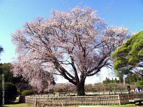 Grand cerisier au jardin Kairaku-en au Japon