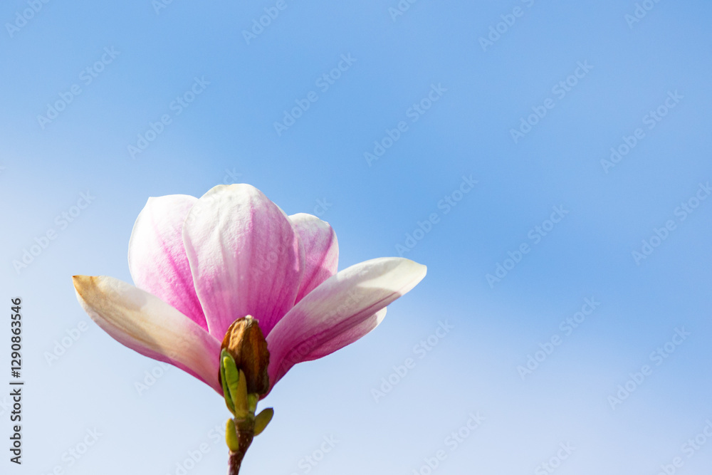 magnolia soulangeana in full bloom. season romantic. beautiful closeup nature background with pink flowers on the branch blooming beneath a blue sky on a sunny day in spring. april freshness