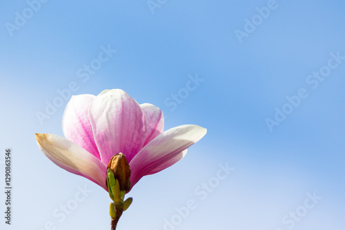 Obraz na płótnie magnolia soulangeana in full bloom. season romantic. beautiful closeup nature background with pink flowers on the branch blooming beneath a blue sky on a sunny day in spring. april freshness w salonie