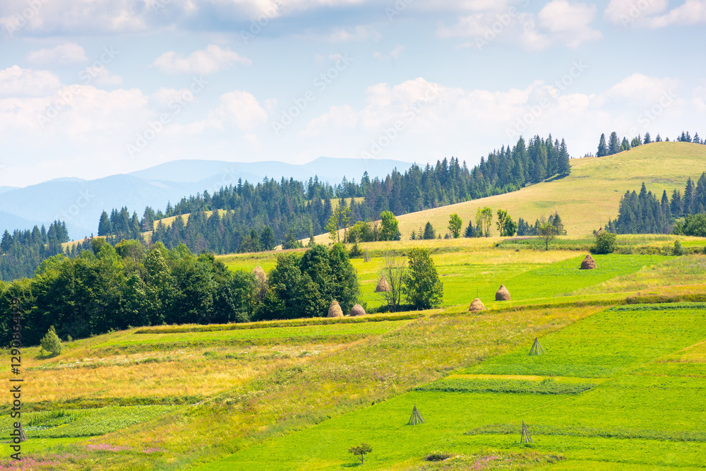mountainous rural landscape on a sunny day. countryside scenery with lush trees, grassy fields, haystack and arable on the slope of a hill. fluffy clouds on the sky. vacation in alpine farmland