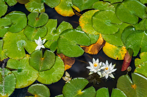 池の中で咲く水蓮の花