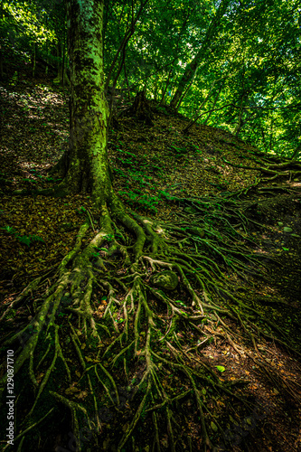 新緑の森に力強く根を張る樹木