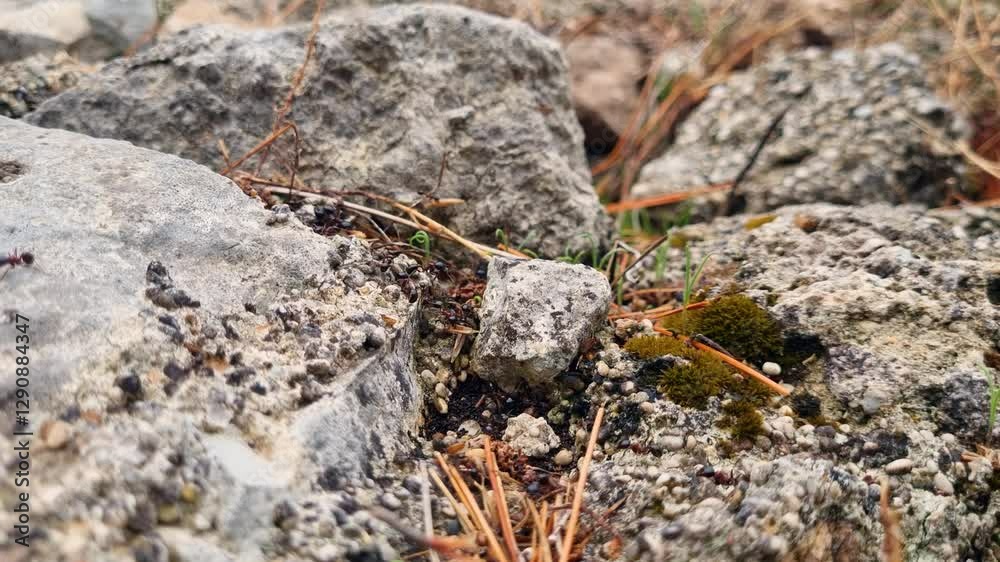 Close-up of busy ants carrying pine needles and other materials across a rugged, rocky terrain Close-up of busy ants carrying pine needles and other materials across a rugged, rocky terrain