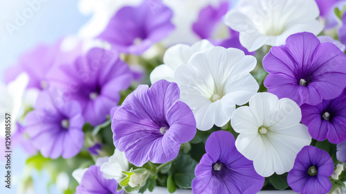 A vibrant arrangement of purple and white petunia flowers, showcasing their delicate petals and lush green leaves, creating a fresh and cheerful atmosphere.