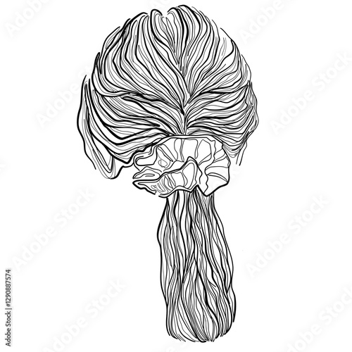 Black and white hairstyle drawing, loose ponytail with a scrunchie back view, minimalist haircut illustration