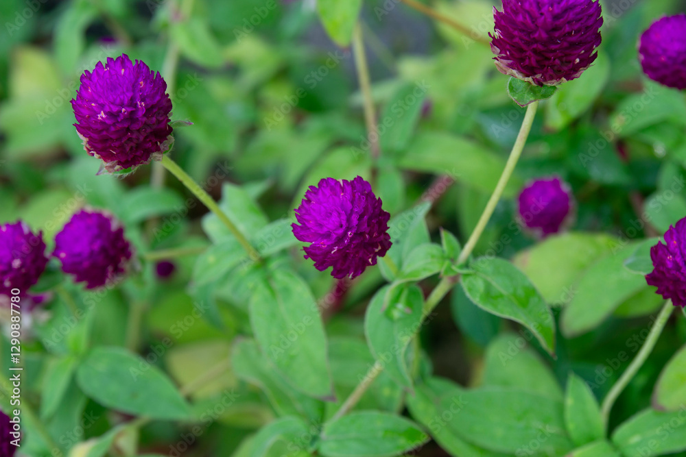 Beautiful globe amaranth in a green garden Beautiful globe amaranth in a green garden