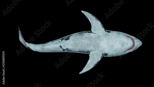 Close-up of a great white shark swimming underwater botoom view - upward-low angle.
seamless loop animation with clean alpha channel
 Megalodon is the Most predator shark in the ocean.3d animation