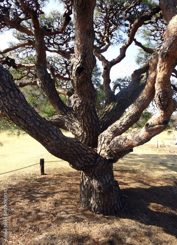 Texture d'un tronc d'arbre