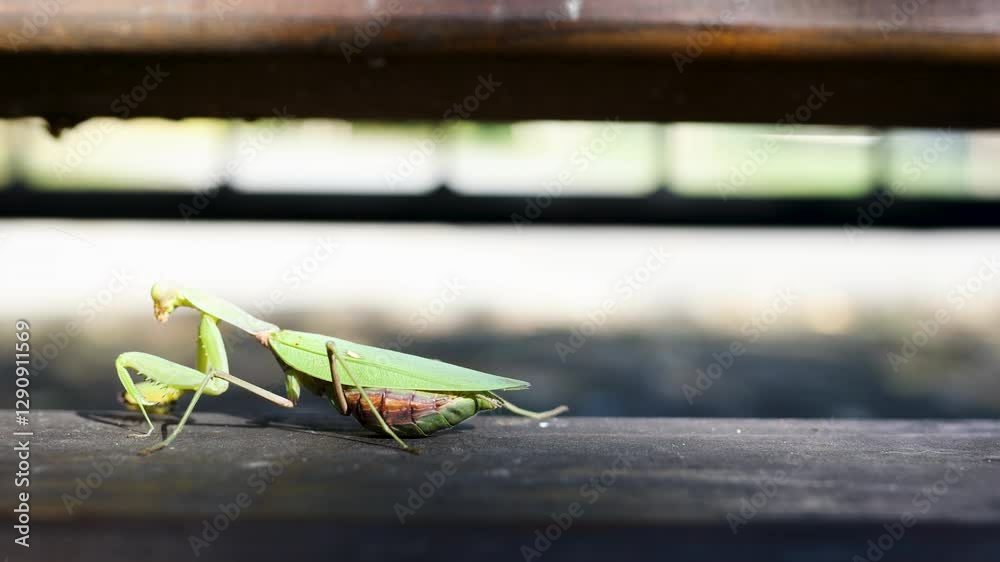 Closeup of The European mantis (Mantis religiosa) walking on a wood Closeup of The European mantis (Mantis religiosa) walking on a wood