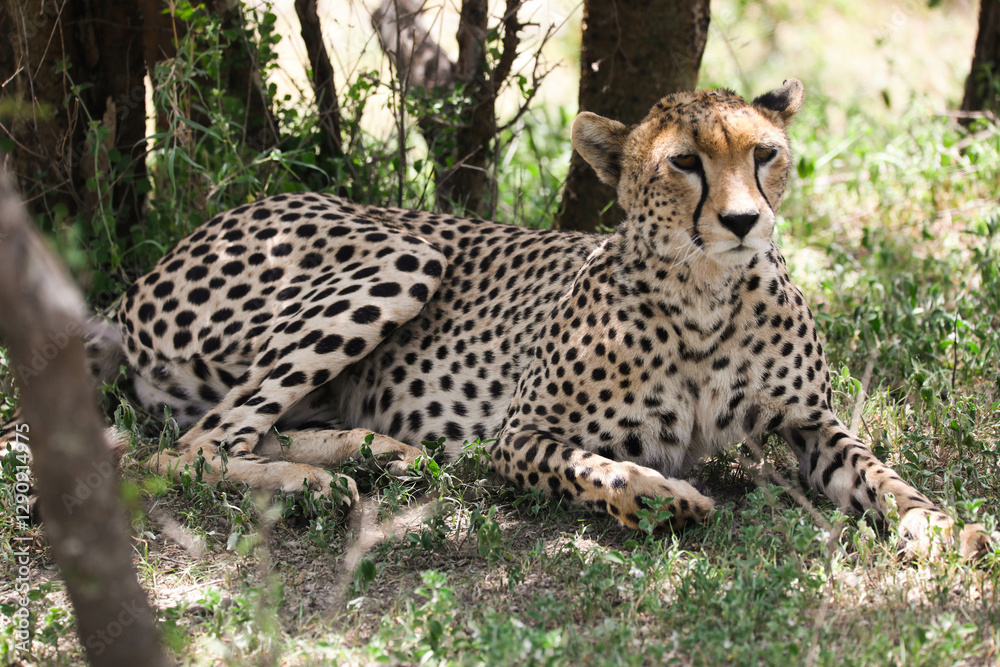 a cheetah rests in the shade on a hot afternoon, on Serengeti savannah, tanzania a cheetah rests in the shade on a hot afternoon, on Serengeti savannah, tanzania