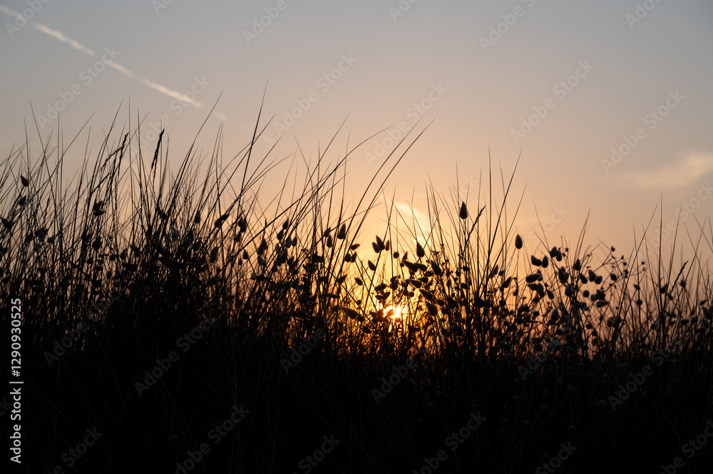 Grasses in the light of the evening sun Grasses in the light of the evening sun