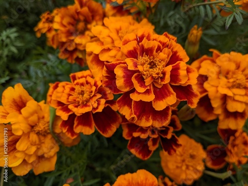 marygold flowers in bloom
