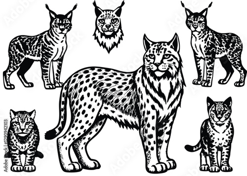 Eurasian lynx Silhouette set black Vector design, Eurasian lynx Illustration Vector animal set Design for Printing and Craft Projects.