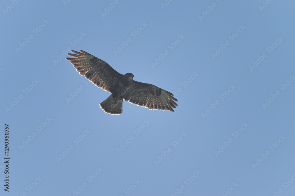 A hawk glides effortlessly in the sky, showcasing its magnificent wingspan against a vibrant blue backdrop. The sunlight illuminates its feathers beautifully A hawk glides effortlessly in the sky, showcasing its magnificent wingspan against a vibrant blue backdrop. The sunlight illuminates its feathers beautifully