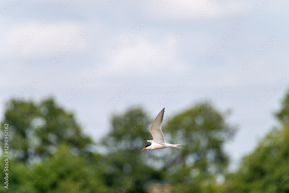A white bird with a slender body glides gracefully through the air, its wings spread wide. The backdrop features vibrant green trees under a partly cloudy sky, showcasing a serene natural setting A white bird with a slender body glides gracefully through the air, its wings spread wide. The backdrop features vibrant green trees under a partly cloudy sky, showcasing a serene natural setting