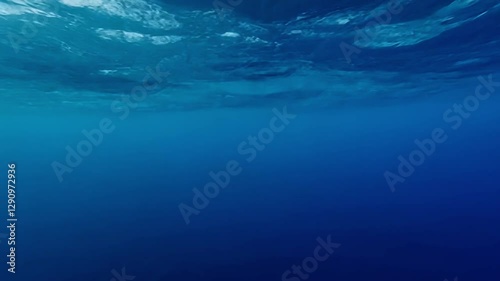 Wallpaper Mural underwater view of the underwater world Torontodigital.ca