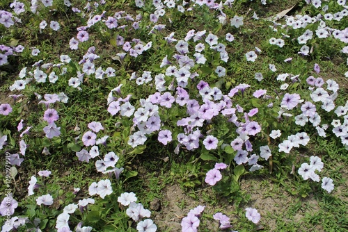 petunias in a garden
