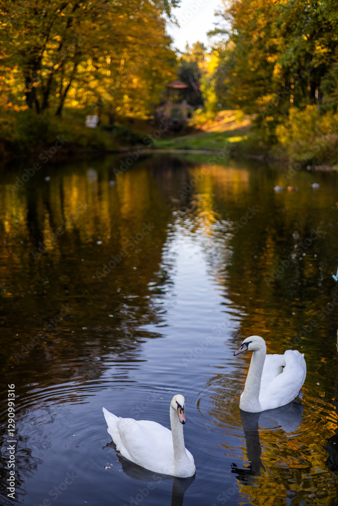 Fototapeta premium Two white swans gracefully swim in a calm lake, reflecting golden autumn trees. The peaceful scene captures the beauty of nature, with warm colors and soft ripples enhancing the serene atmosphere.