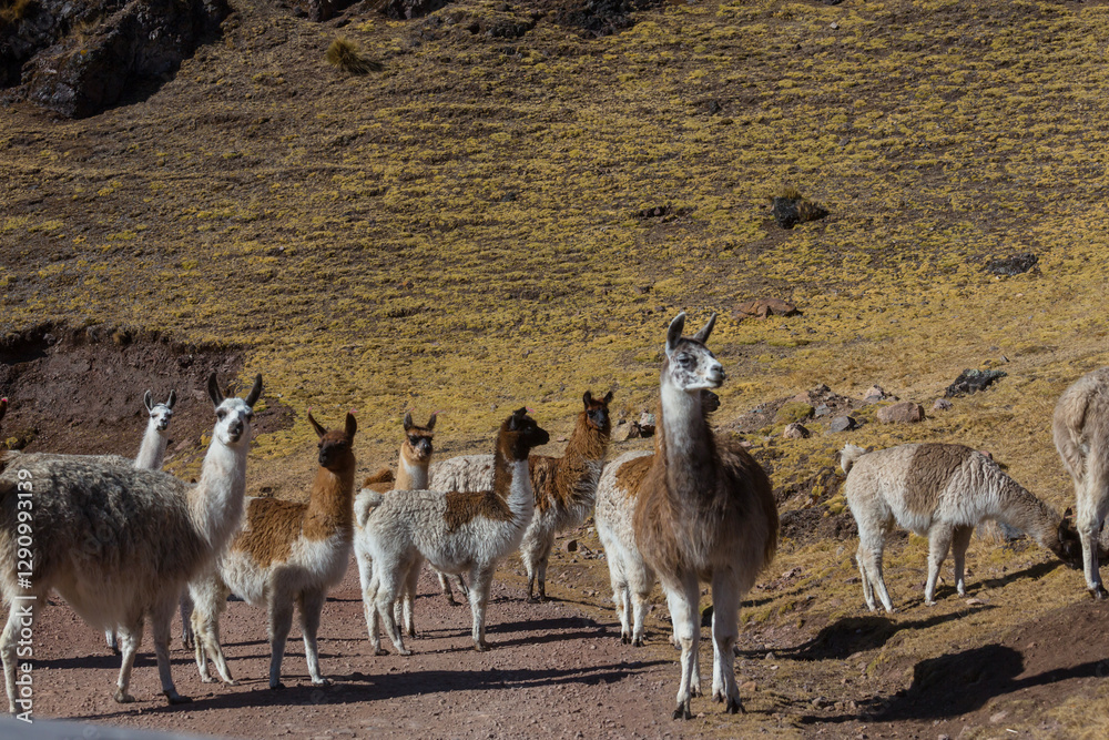 Fototapeta premium Llama