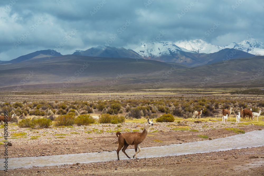 Fototapeta premium Llama