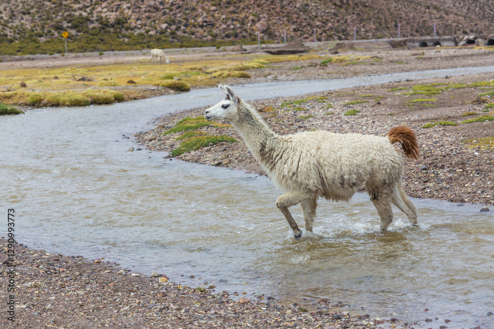 Fototapeta premium Llama