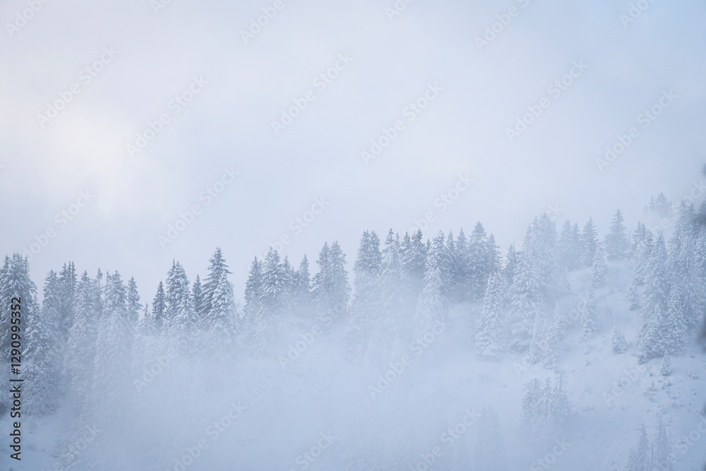 View of snowy forest with frozen trees and mist, Val-d'Illiez, Switzerland.