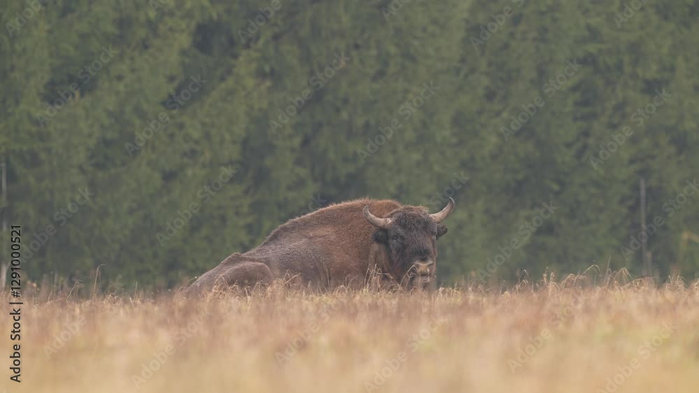 Europhean Bison, Bison bonasus, big brown animal in the nature habitat, Bialowieza NP, Poland. Wildlife scene from nature. Big brown European bison. Poland snow winter wildlife. Europhean Bison, Bison bonasus, big brown animal in the nature habitat, Bialowieza NP, Poland. Wildlife scene from nature. Big brown European bison. Poland snow winter wildlife.