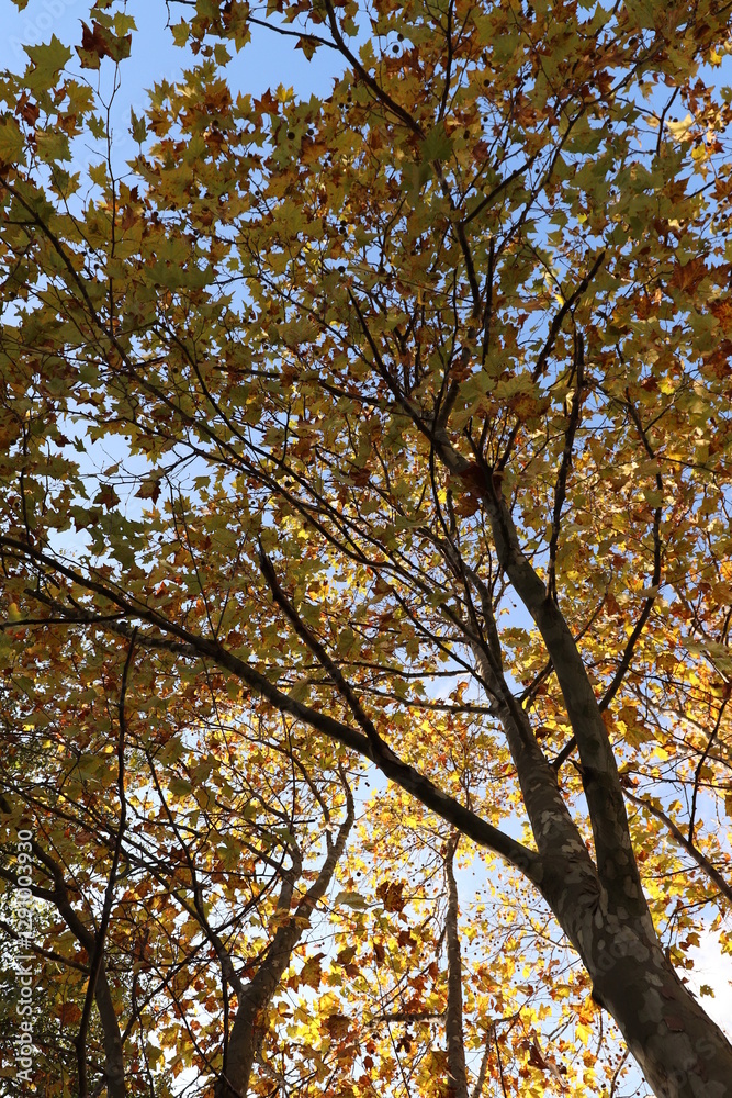 foglie nel bosco in autunno