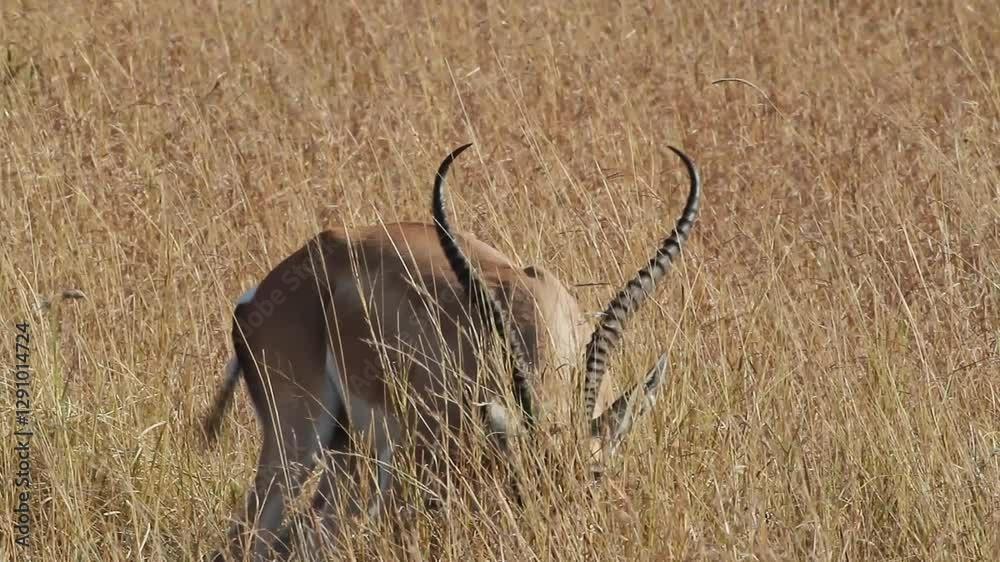 A male of Grant's Gazelle grazing in the Serengeti plains, Tanzania