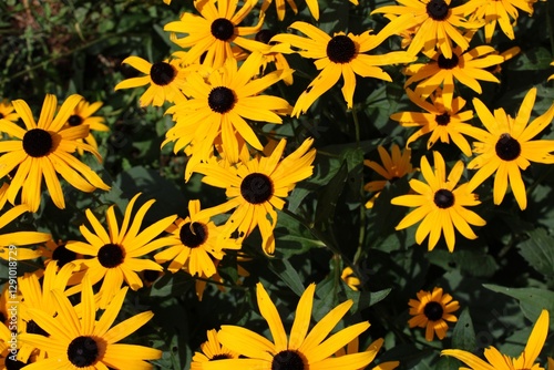 yellow flowers in the garden