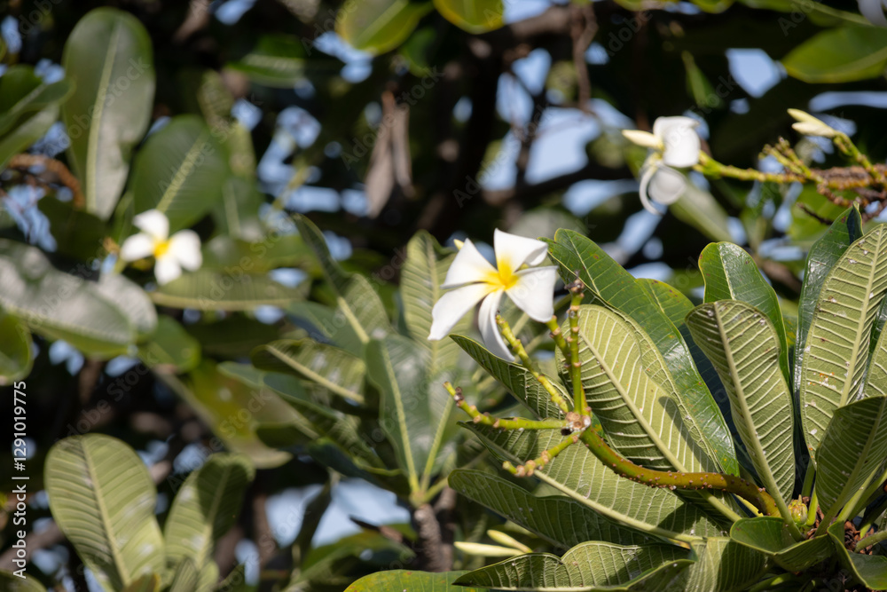 Fototapeta premium Two white frangipani flowers with yellow centers on a branch, surrounded by lush green leaves..