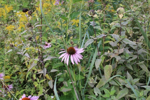 flowers in the garden