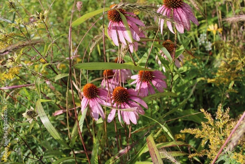 purple flowers in a field