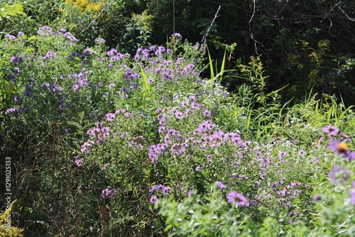 purple flowers in the field
