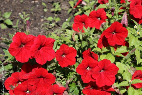 red flowers in the garden
