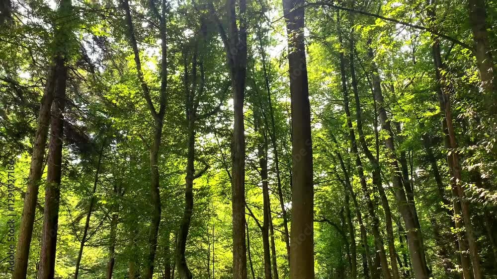 Bottom view of lush green foliage of trees.Walking through forest with large green branches with sun.Summer nature landscape,4K.camera moving up Bottom view of lush green foliage of trees.Walking through forest with large green branches with sun.Summer nature landscape,4K.camera moving up