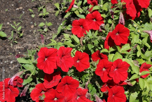 Red Petunias in Summer