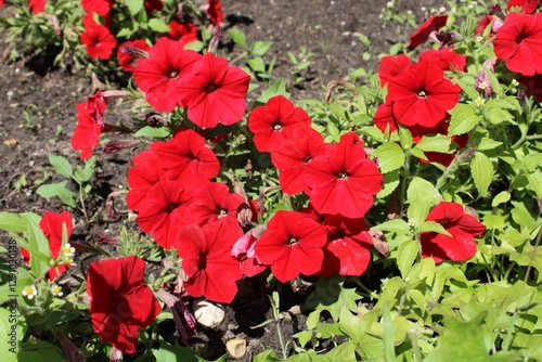 red petunias in a garden